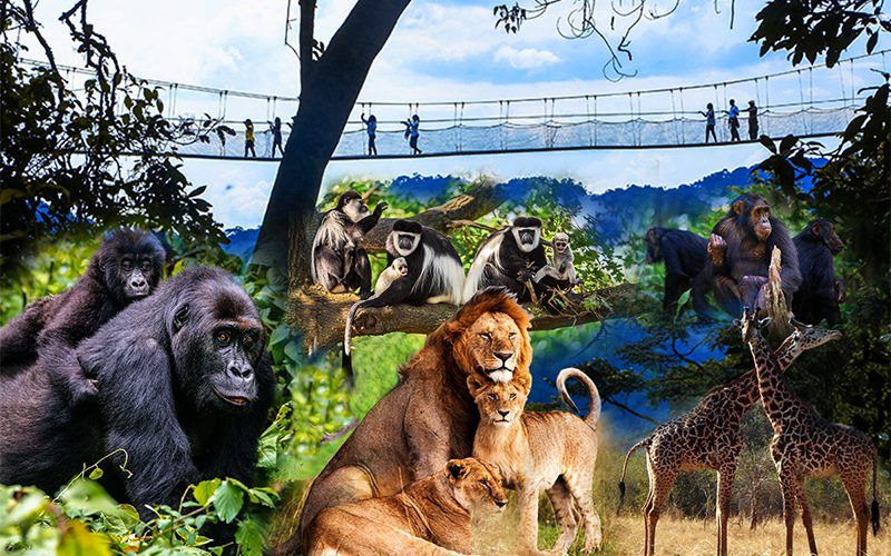 12 days Rwanda Safaris Experience