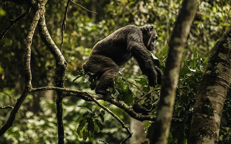 6 days Chimpanzees Trekking & Rwanda tour