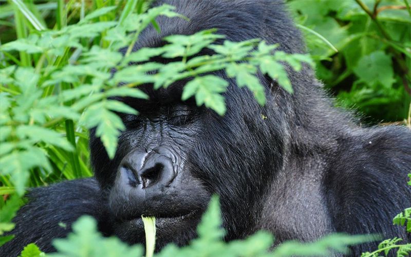 6 days Rwanda Primates Trekking Safari