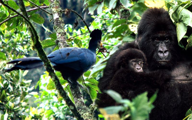 3 days Gorillas Trekking and Birding