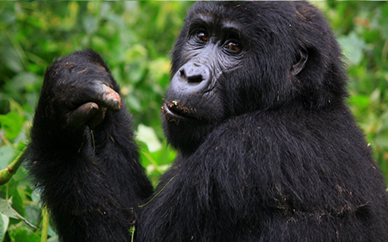 3 days trekking Mountain Gorillas in Rwanda