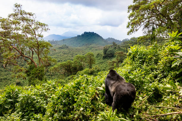 Mountain gorilla in Rwanda Volcanoes National Park