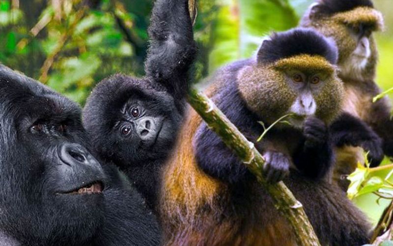 3 days Rwanda Gorilla and Golden Monkeys