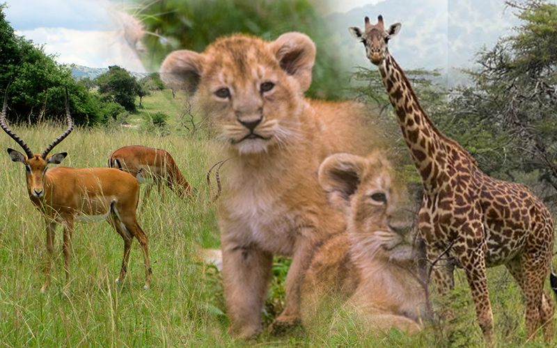 2 Days Akagera Wildlife Safari Park