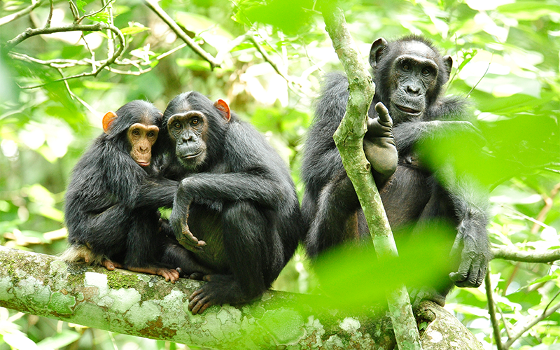 4 days Chimpanzee and Gorilla Trekking Rwanda